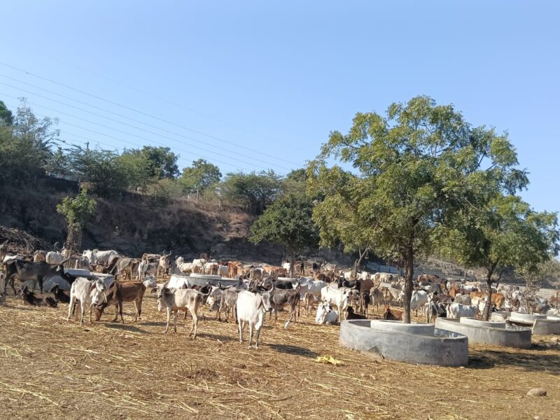 "કામધેનુ ગૌ સેવા ટ્રસ્ટ"
