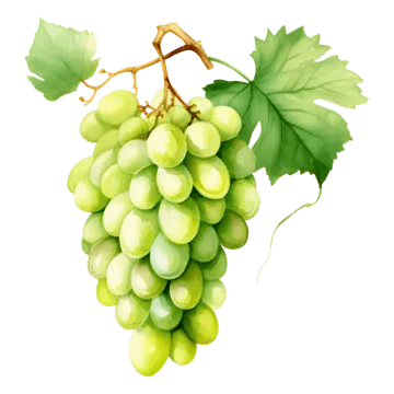 Grapes