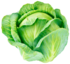 Cabbage