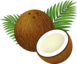 Coconut