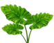 Colocasia Leaves