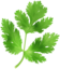 Coriander Leaves
