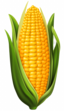 Corn