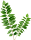Curry Leaves