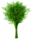 Dill Leaves