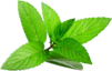 Mint Leaves
