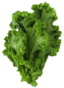 Mustard Leaves