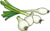 Onion Green