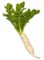 Radish